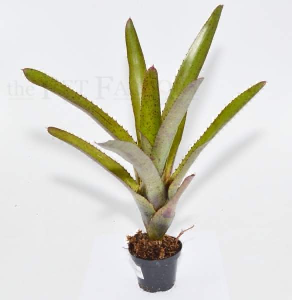 Neoregelia camoreniana RED GIANT